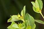 Warty spurge